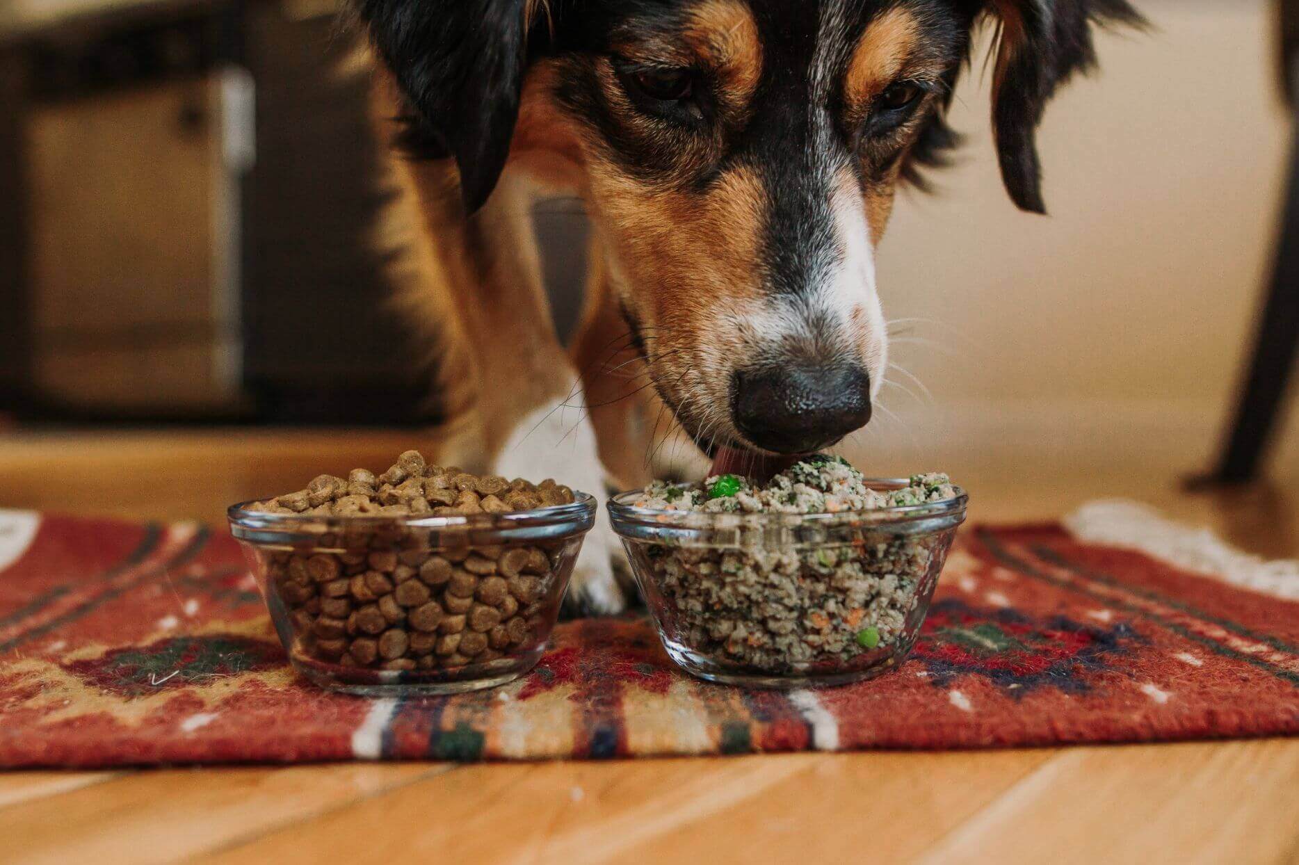 Your Dog’s Diet: A Guide To Healthy Eating 