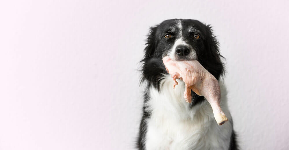 Dogs and shop chicken allergy