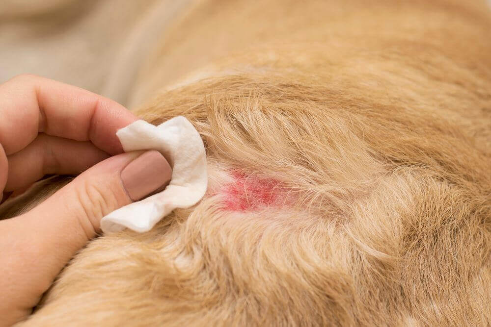 Dog Inflamed Skin