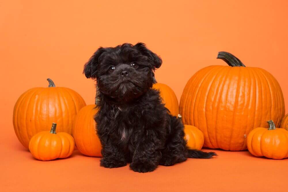How Much Pumpkin Can A Dog Have