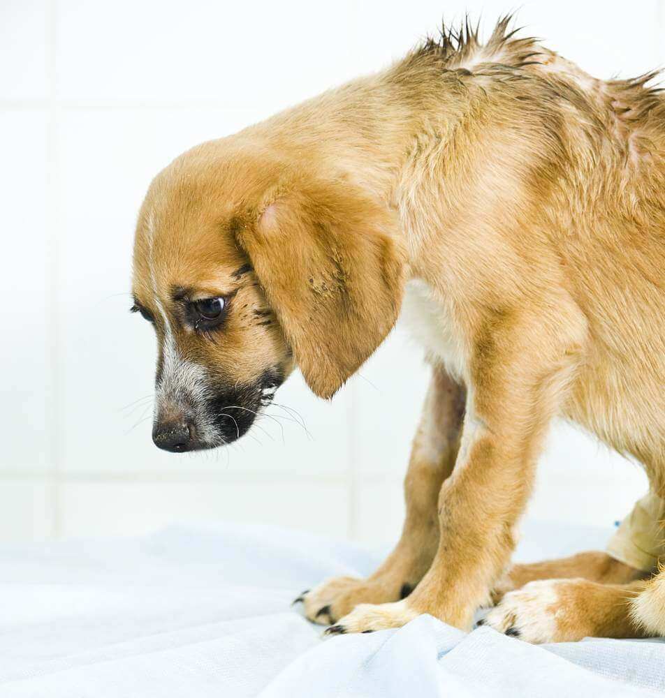 Dog keeps coughing store up white foam