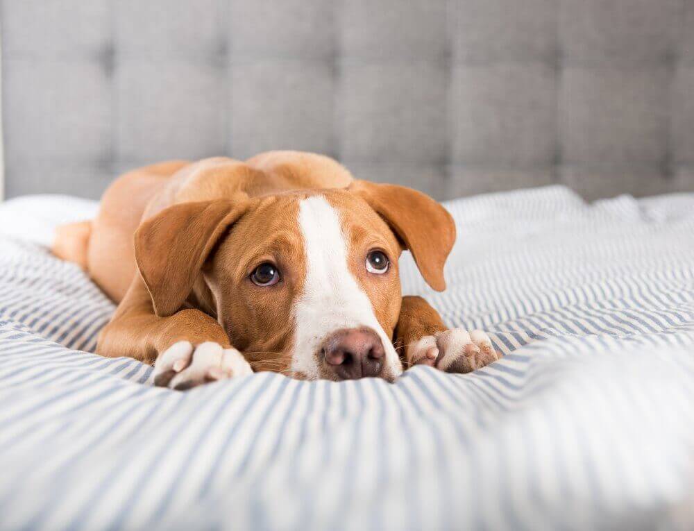 Dog is Throwing Up White Foam