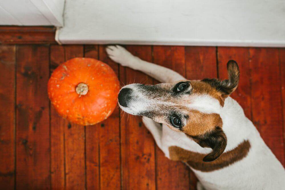 How to Store Pumpkin for Your Dog