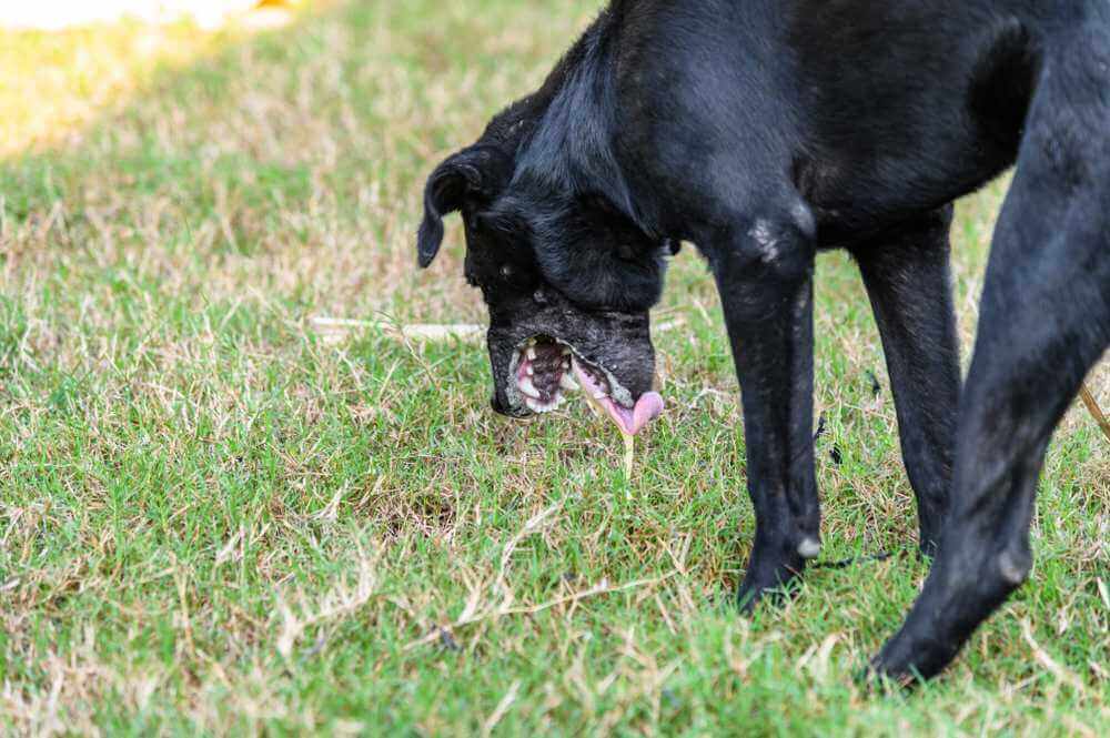 why is my puppy throwing up foam