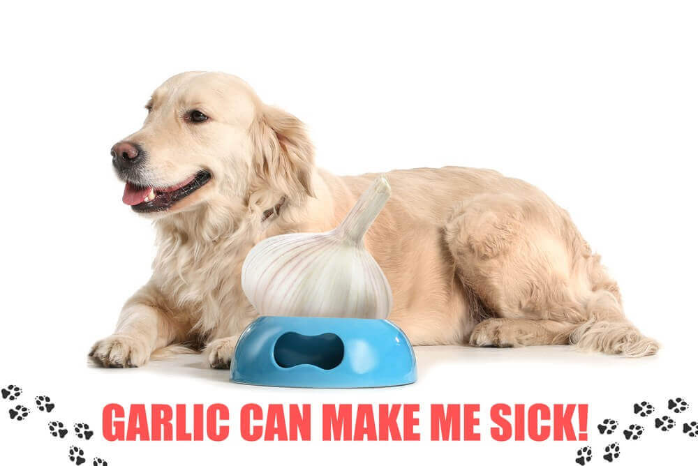Can All Dogs Have Garlic