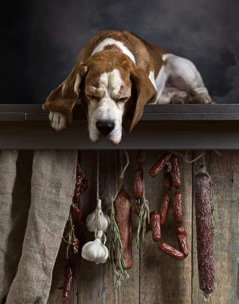 Is Garlic Safe for Dogs