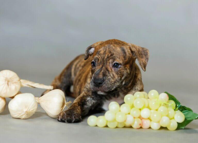 is-beef-liver-good-for-dogs-spot-and-tango