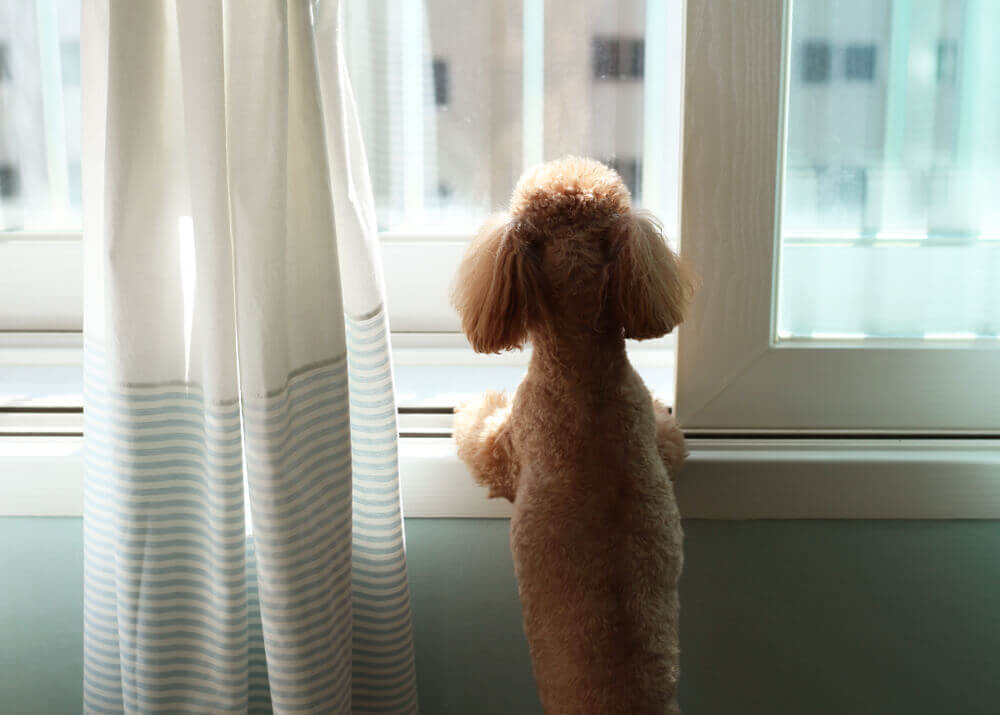 waiting for owner to come home from office 