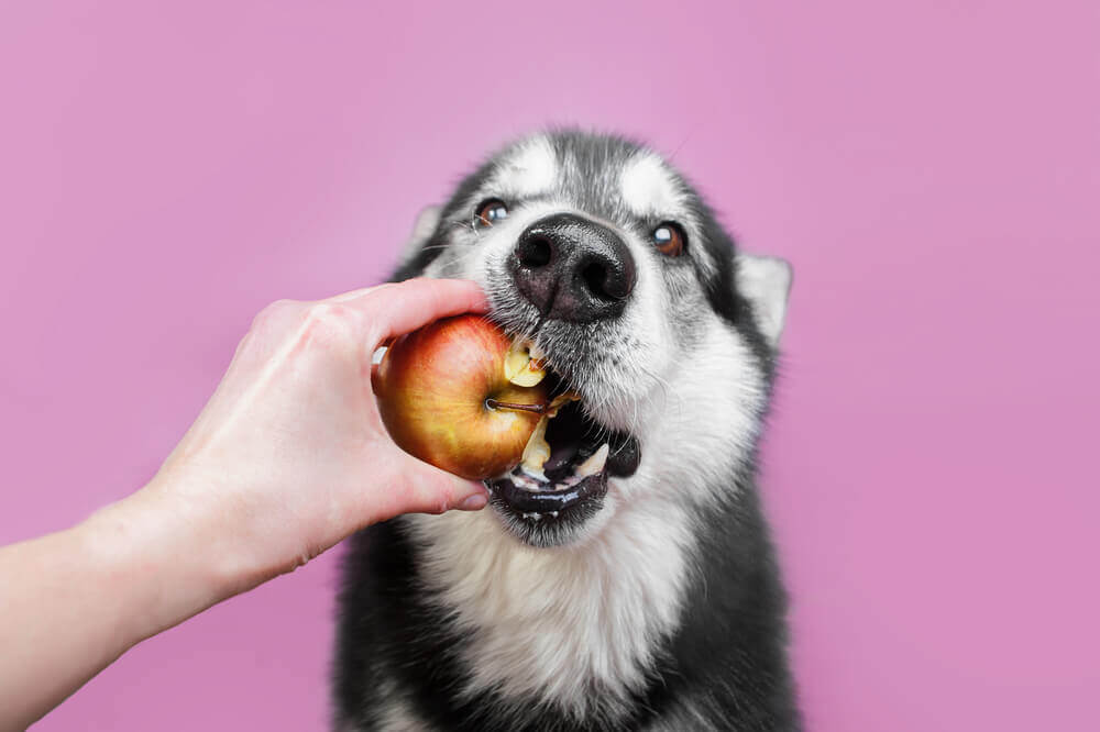 can dogs eat a whole apple
