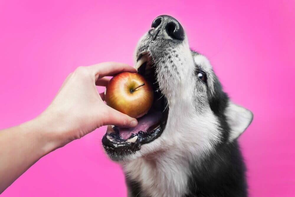 Can dogs eat apple cores