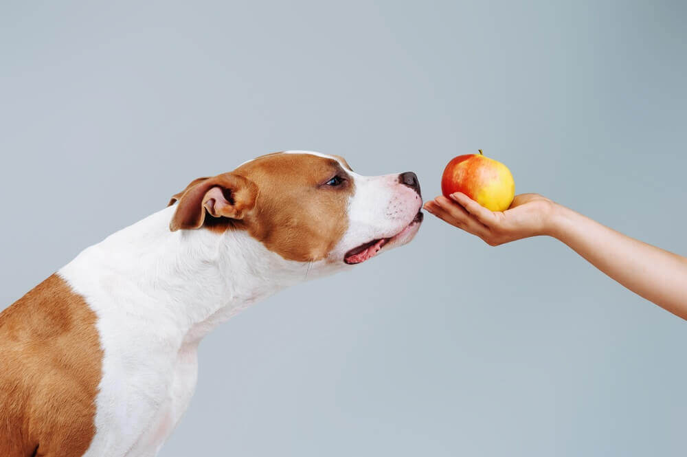 Dog and Apple