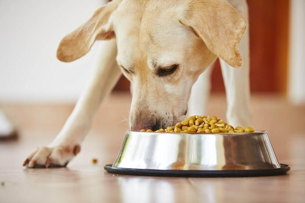 Dog eats a meal