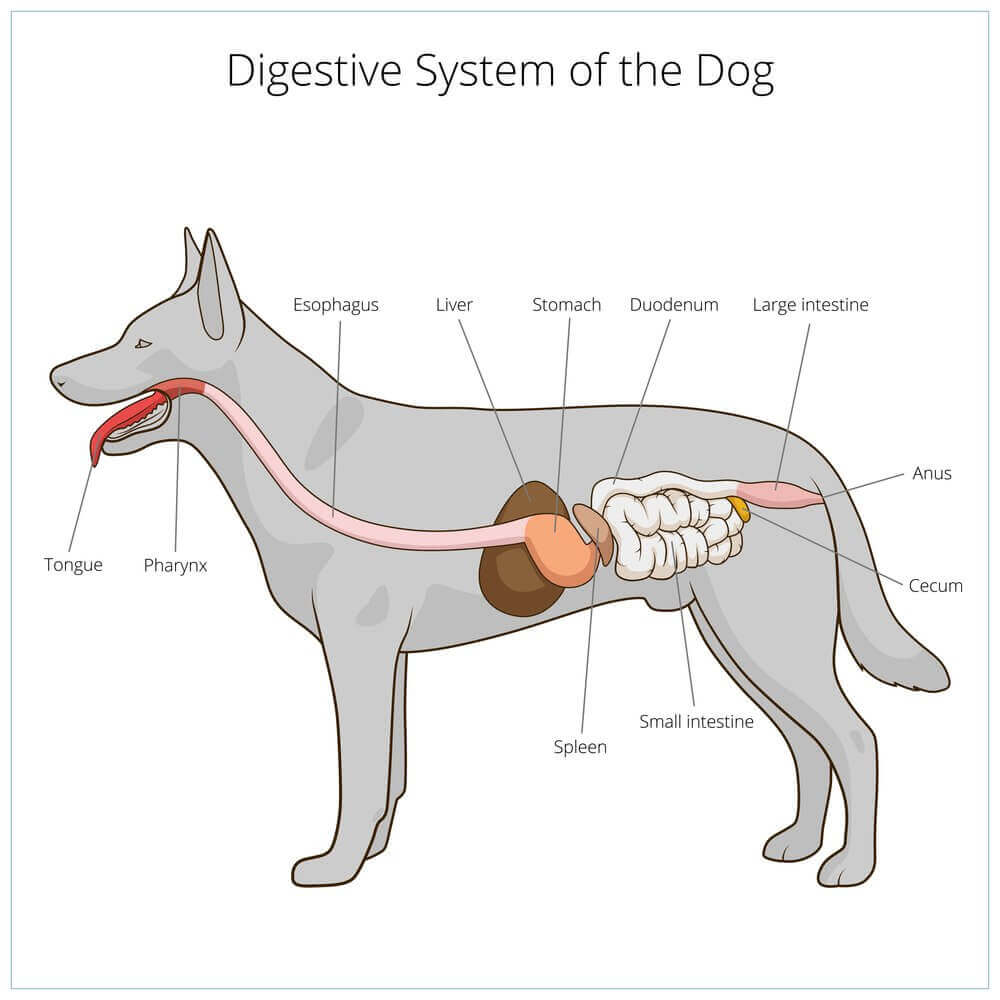 Dog’s Digestive System