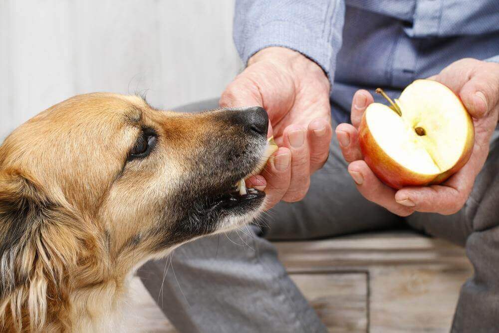 How Should You Prepare Apple for Dogs