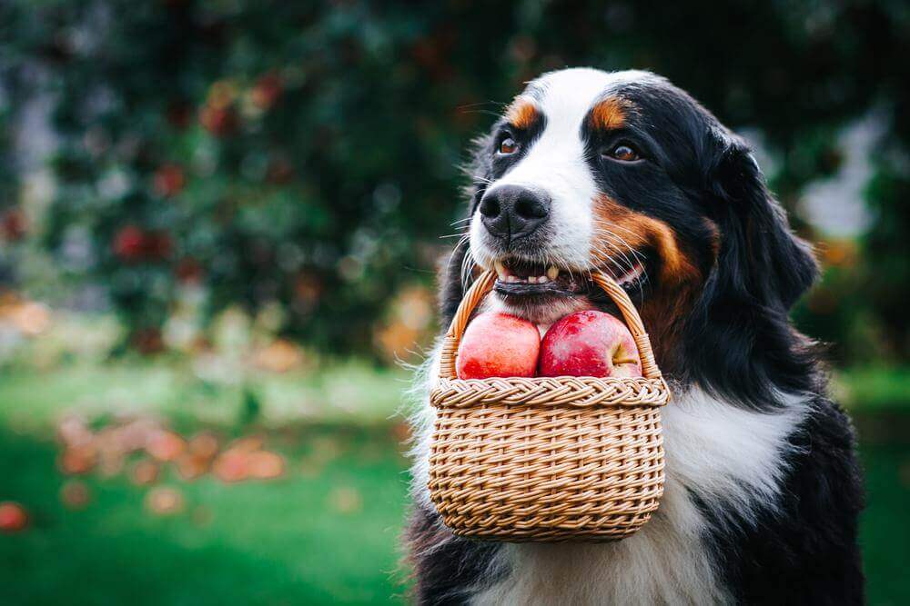 Other Benefits of Apples for Dogs