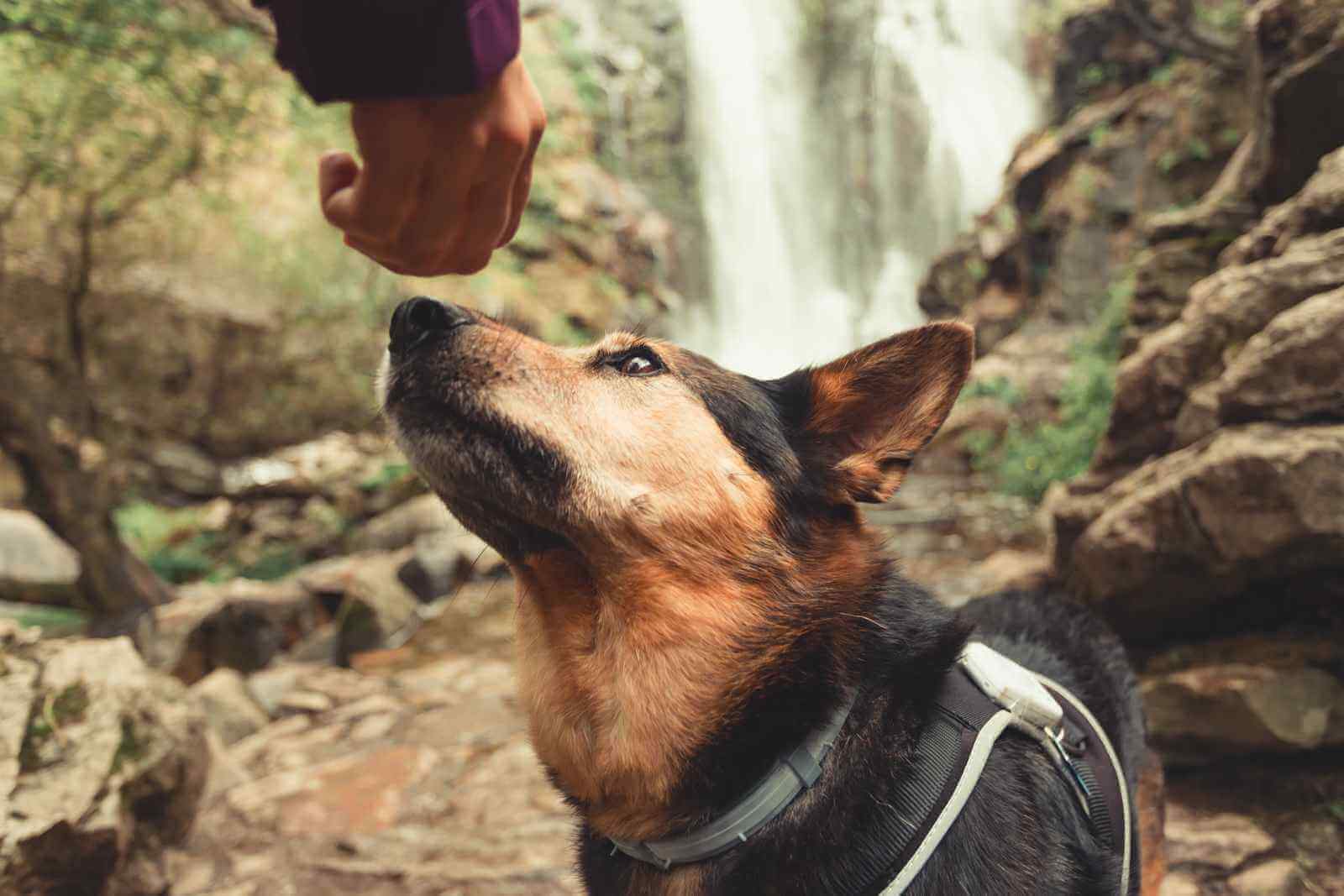 Is Beef Liver Good For Dogs? | Spot and Tango