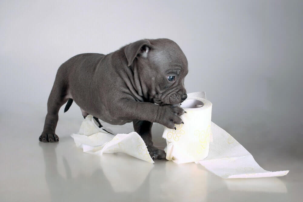 How To Stop Puppy Diarrhea