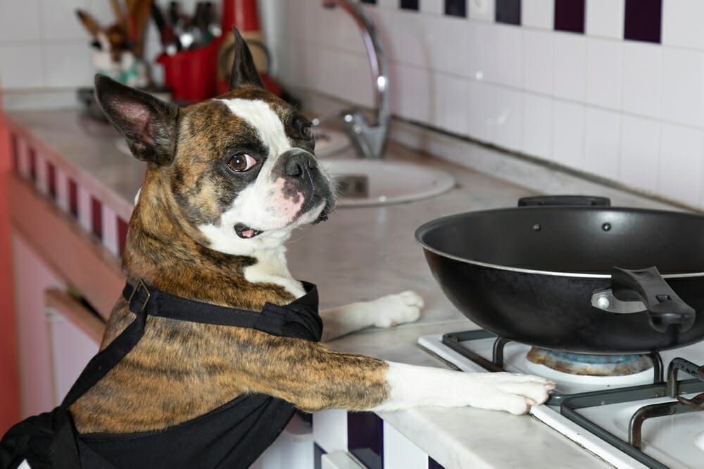 Is Human Food Good For Dogs
