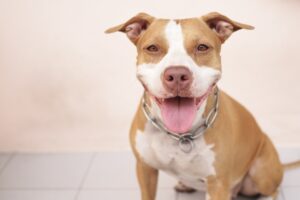 What Are The Most Common Pitbull Allergies