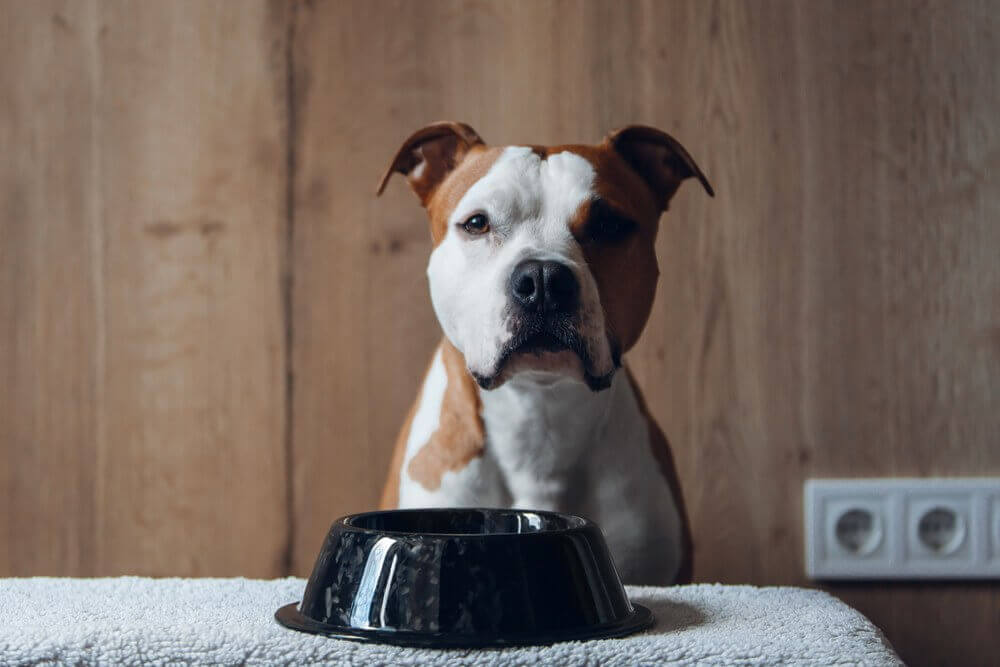 What Is The Best Dog Food For Pitbulls With Allergies