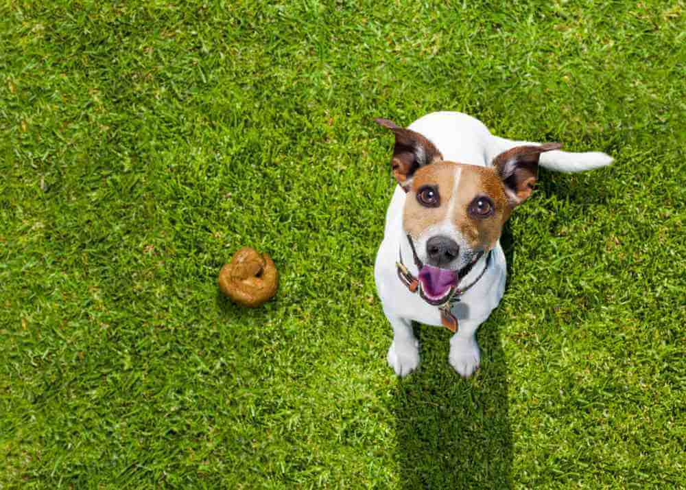 What Your Dog’s Poop Can Tell You