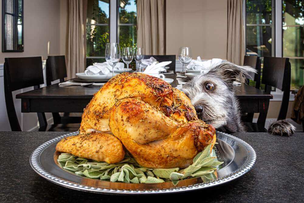 When Is Turkey Bad For Dogs
