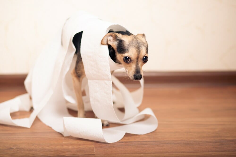 Dog Constipation Causes and Treatment