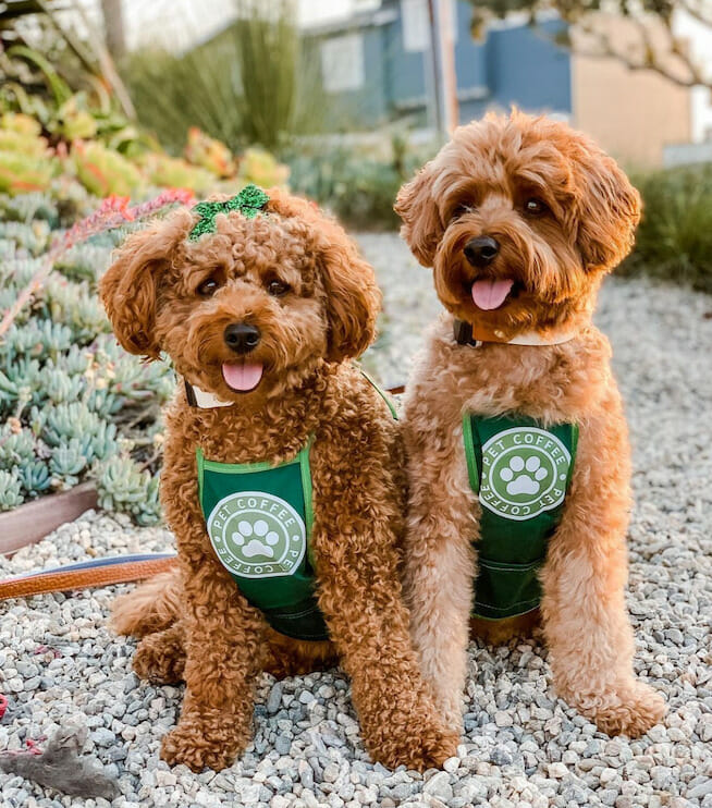 dog Halloween costumes