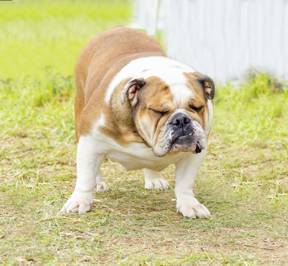 What Causes Constipation in Dogs