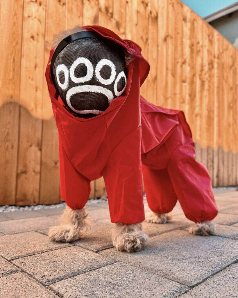 Dog Halloween Costumes