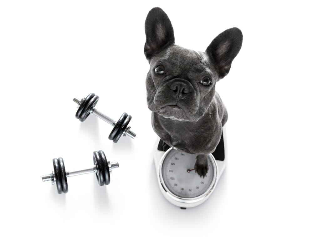 How to Help Your Dog Lose Weight