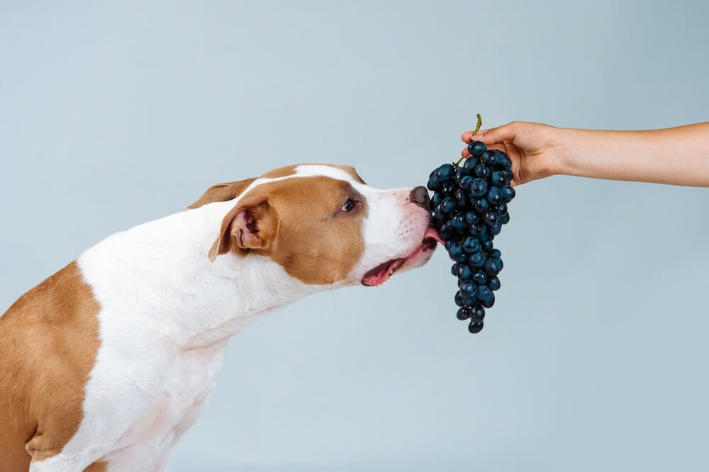 Can Dogs Eat Grapes or Raisins