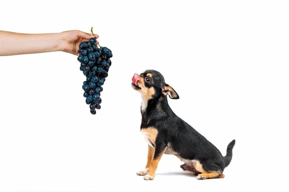 are purple grapes bad for dogs