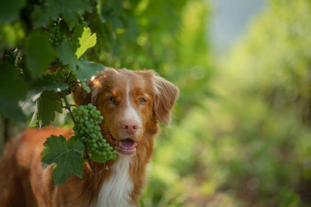 Can Dogs Eat Green Grapes