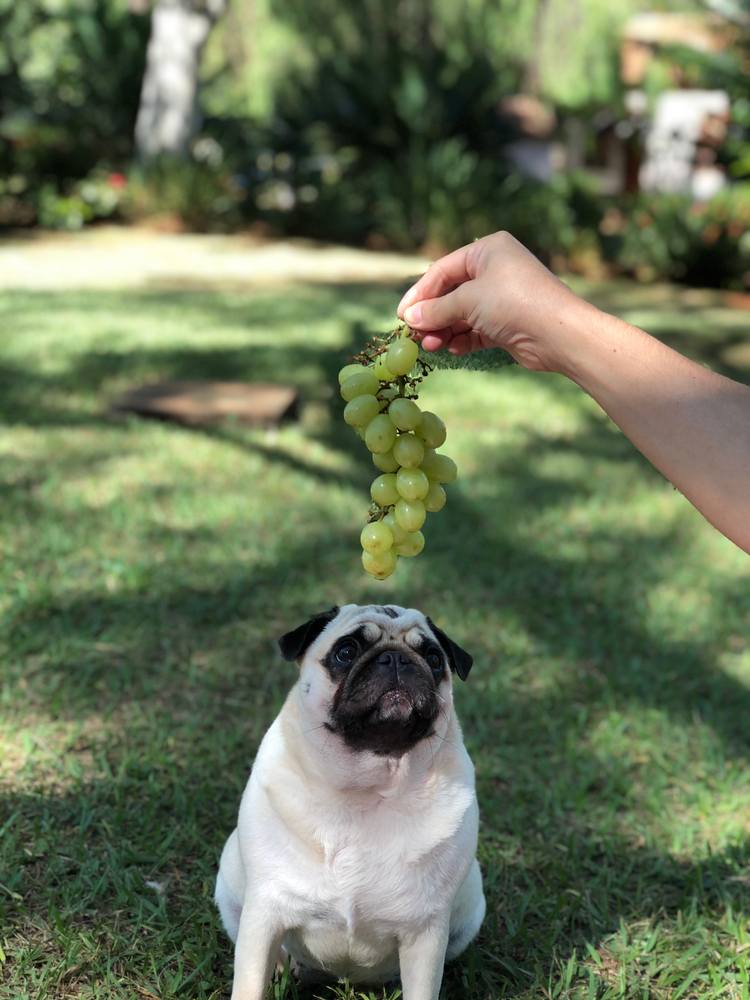Symptoms of Grape Poisoning in a Dog
