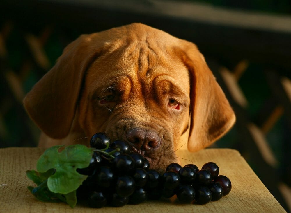Why are Grapes Bad for Dogs