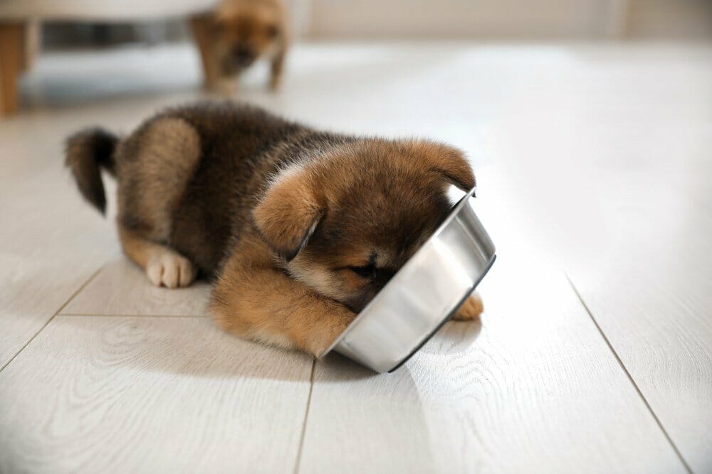 Can Puppies Eat Cat Food