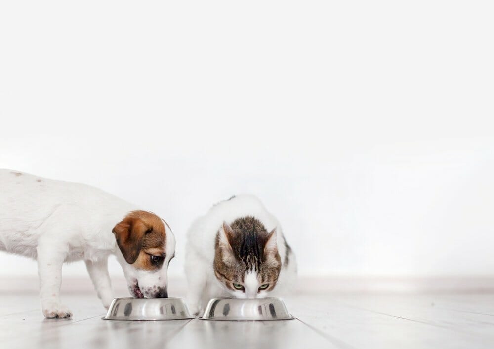 Difference Between Dog and Cat Nutrition