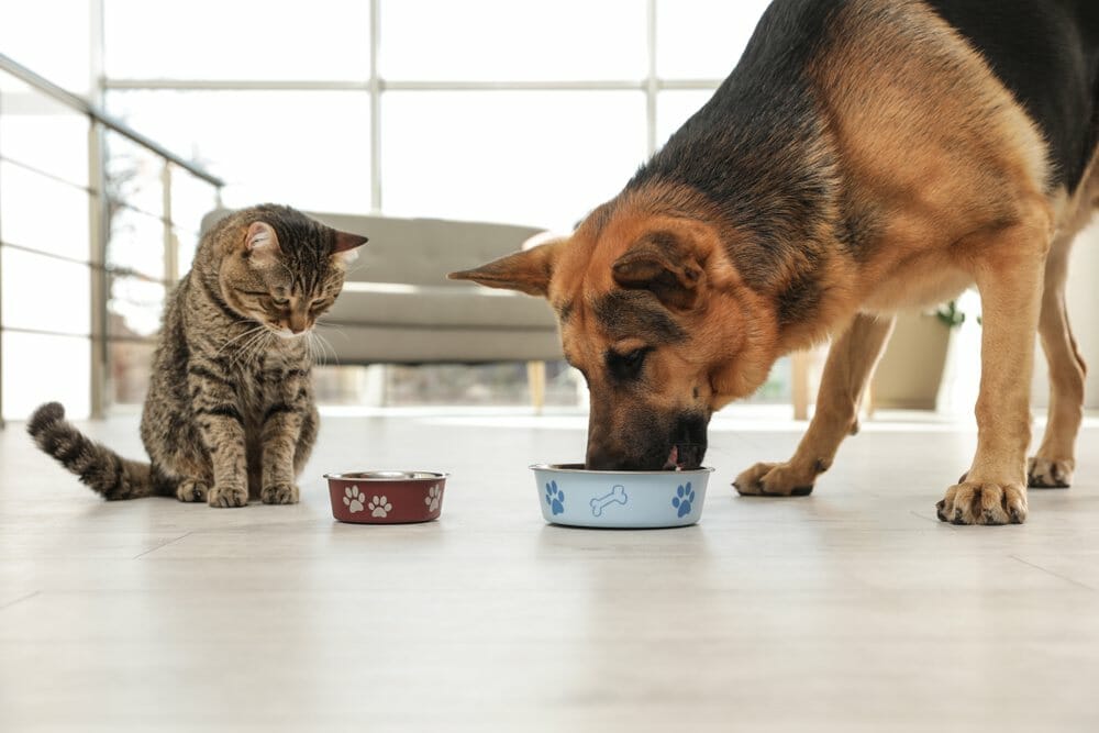 Is Cat Food Bad for Dogs
