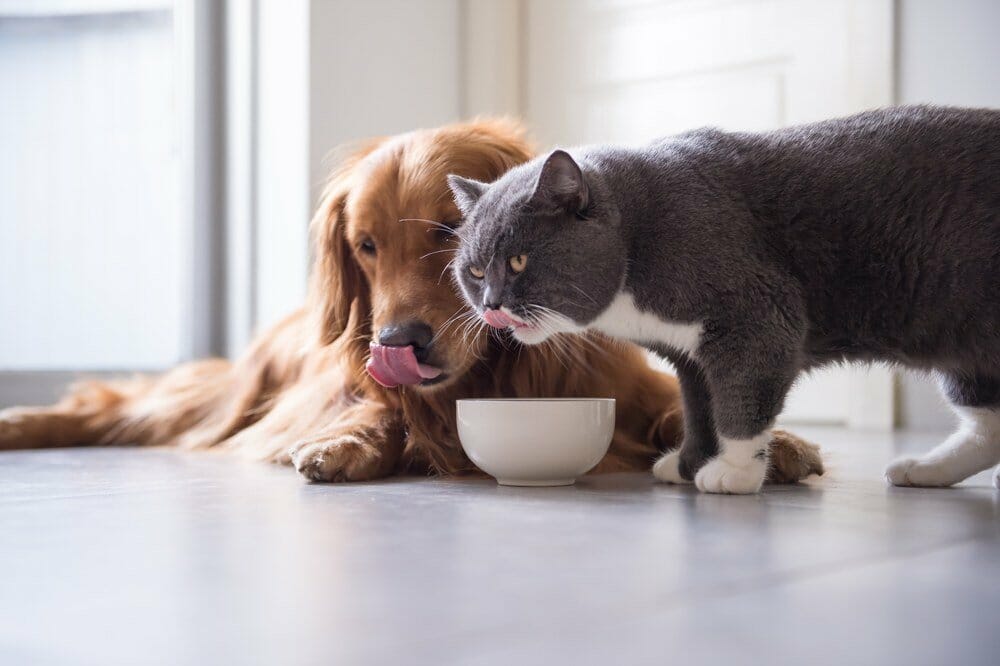 When Can Dogs Have Cat Food