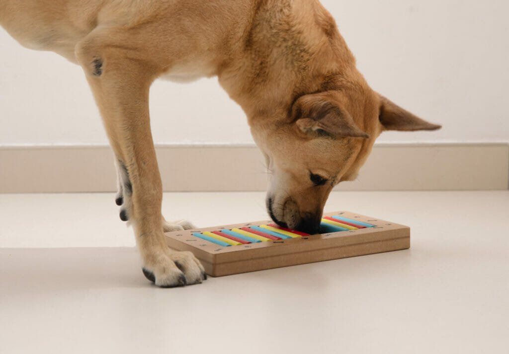 Games to Entertain Your Dog