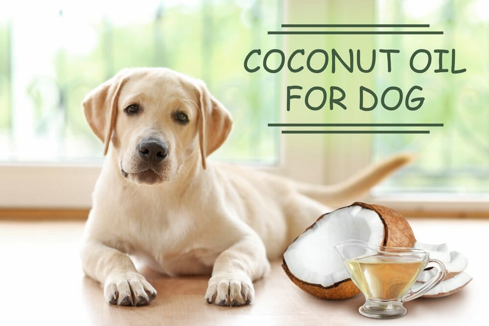Can Dogs Consume Coconut Oil