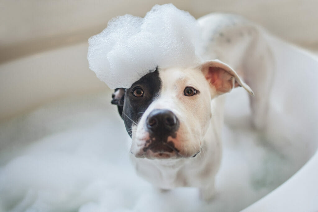 Dog with soap on his head