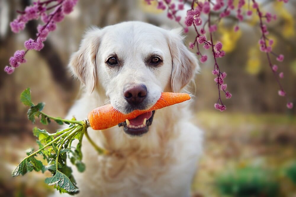 Benefits Of Vegetables For Dogs
