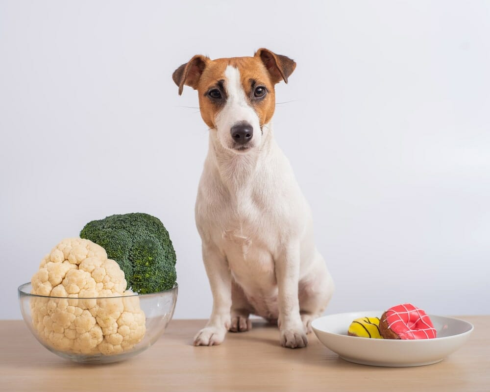 Dog and broccoli