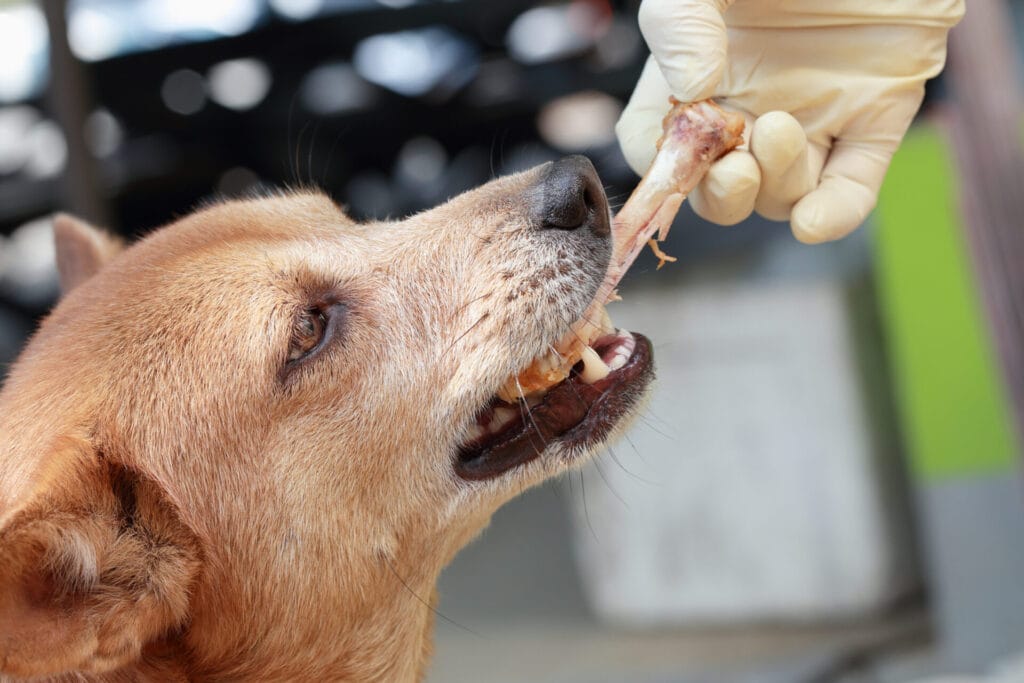 Dog suddenly allergic to food best sale