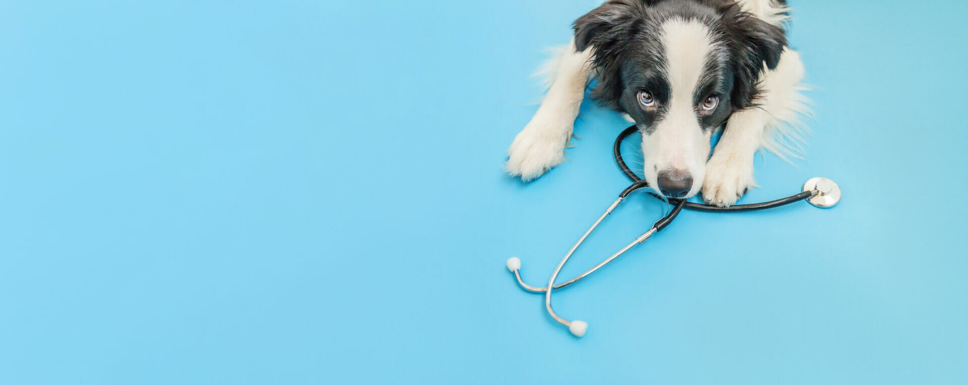 Dog with stethescope