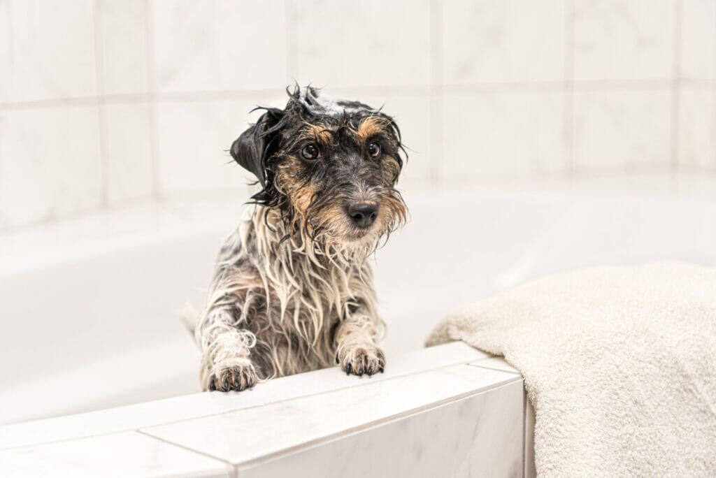 Dog in the bath with wet fur
