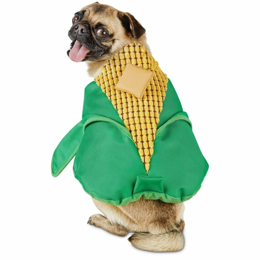 dog halloween