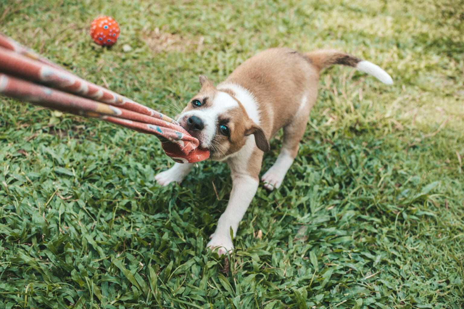 Is Beef Liver Good For Dogs? Spot and Tango